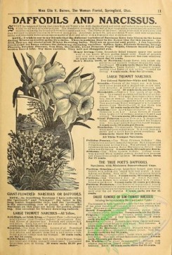 botanical-19377 - black-and-white 009-Giant-flowered Narcissus or Daffodils