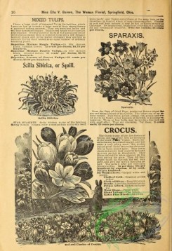 botanical-19378 - black-and-white 010-Bed and Cluster of Crocus