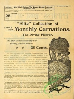 botanical-19382 - black-and-white 014-Carnation