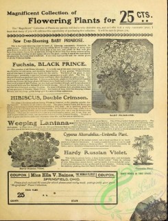 botanical-19383 - black-and-white 015-Primrose, Coupon