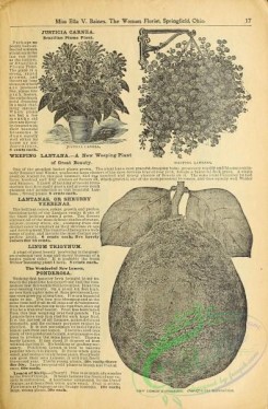 botanical-19392 - black-and-white 024-Lemon Ponderosa, Justicia Carnea, Weeping Lantana