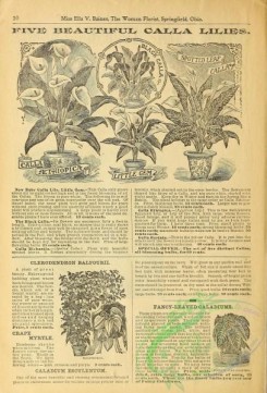 botanical-19399 - black-and-white 031-Calla Lilies