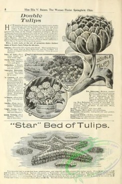 botanical-19408 - black-and-white 040-Tulips, Star Bed of Tulips