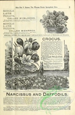 botanical-19411 - black-and-white 043-Crocus, Single Tulips