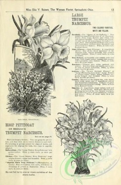 botanical-19413 - black-and-white 045-Narcissus