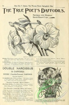 botanical-19414 - black-and-white 046-Narcissus, Daffodils