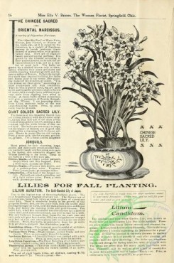 botanical-19416 - black-and-white 048-Chinese Sacred Lily