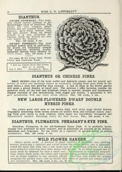 botanical-19496 - black-and-white 184-Dianthus