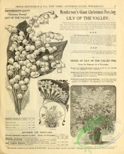botanical-19577 - black-and-white 270-Lily of the Valley