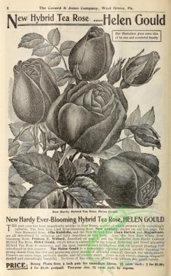 botanical-19609 - black-and-white 022-Rose