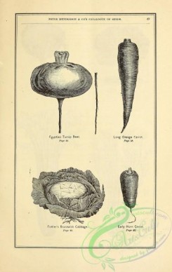 botanical-19634 - black-and-white 049-Turnip Beet, Carrot, Cabbage