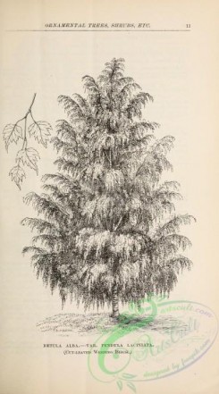 botanical-19705 - black-and-white 121-Cut-leaved Weeping Birch, betula alba pendula laciniata