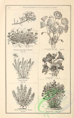 botanical-19786 - black-and-white 212-portulaca, Sweet Rocket, rhodanthe, salpiglossis, Schizanthus