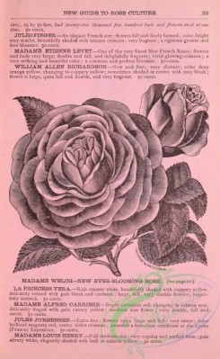 botanical-19912 - black-and-white 049-Roses