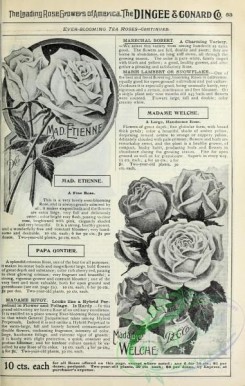 botanical-19955 - black-and-white 094-Roses