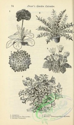 botanical-20044 - black-and-white 188-Auricula, Chamaepeuce, Cineraria, Cyclamen, Begonia