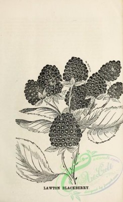 botanical-20216 - black-and-white 094-Blackberry