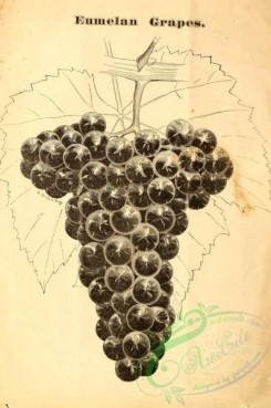 botanical-20295 - black-and-white 174-Grape