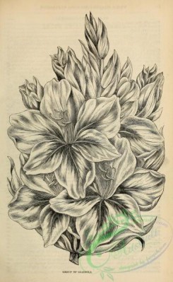 botanical-20321 - black-and-white 200-Gladiolus