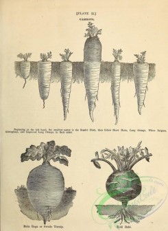 botanical-20325 - black-and-white 204-Carrots, Turnip