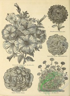 botanical-20326 - black-and-white 205-Petunia, Balsam, Zinnia