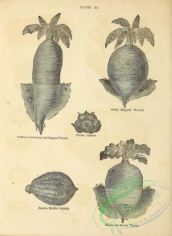 botanical-20328 - black-and-white 207-Potato Onions, Squash, Turnip