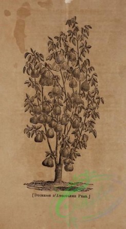 botanical-20400 - black-and-white 282-Pear Tree