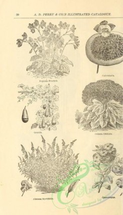 botanical-20446 - black-and-white 032-Begonia, Calceolaria, Alonsoa