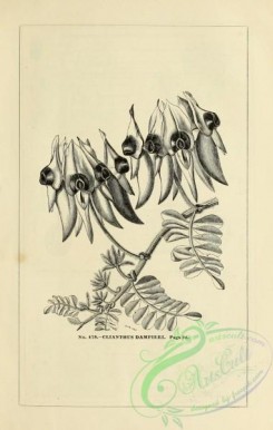 botanical-20463 - black-and-white 049-Clianthus