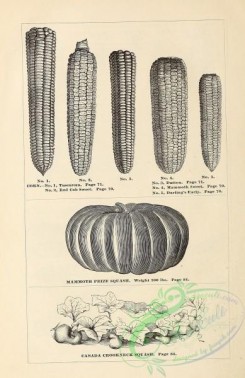 botanical-20492 - black-and-white 078-Corn, Squash
