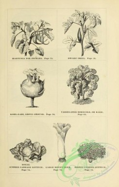 botanical-20493 - black-and-white 079-Lettuce