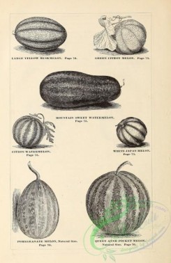 botanical-20494 - black-and-white 080-Watermelon