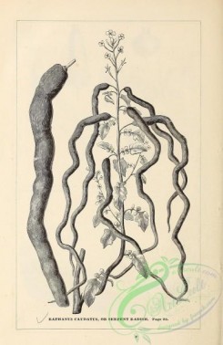 botanical-20499 - black-and-white 085-raphanus caudatus, Radish