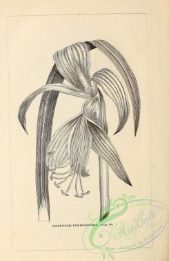 botanical-20506 - black-and-white 092-amaryllis formosissima