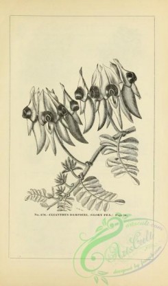 botanical-20516 - black-and-white 049-Clianthus