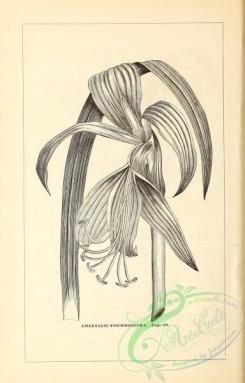 botanical-20559 - black-and-white 092-amaryllis formosissima