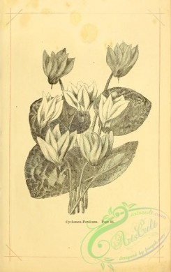 botanical-20690 - black-and-white 222-Cyclamen Persicum