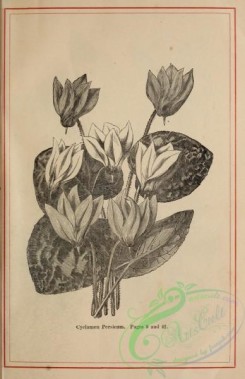 botanical-20722 - black-and-white 254-Cyclamen Persicum
