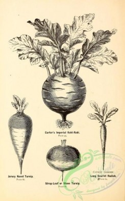botanical-20739 - black-and-white 271-Kohl-Rabi, Turnip, Radish