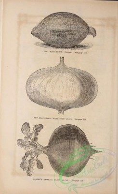 botanical-20796 - black-and-white 092-Onion, Squash