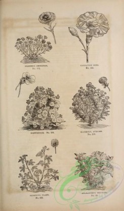botanical-20798 - black-and-white 094-Dianthus, Nasturtium, marigold