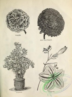 botanical-20820 - black-and-white 116-Campanula, Potentilla, Salpiglossis