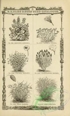 botanical-20852 - black-and-white 148-Bocconia, Verbena, Viscaria, Wallflower, Briza