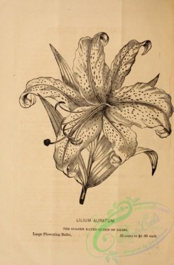 botanical-20920 - black-and-white 242-lilium auratum