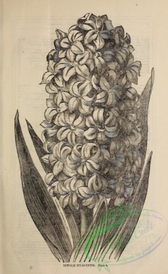 botanical-20922 - black-and-white 244-Hyacinth