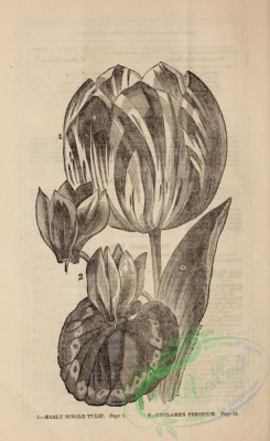 botanical-20923 - black-and-white 245-Tulip