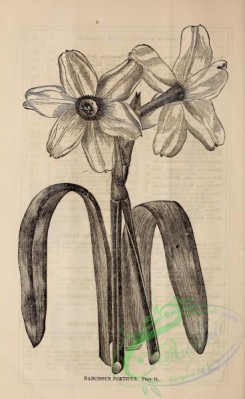 botanical-20924 - black-and-white 246-narcissus