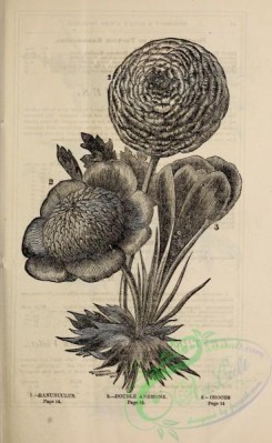 botanical-20926 - black-and-white 248-Ranunculus, Anemone