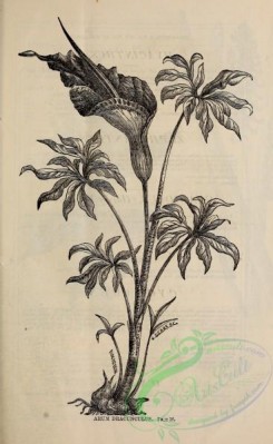 botanical-20927 - black-and-white 249-Arum Dracunculus