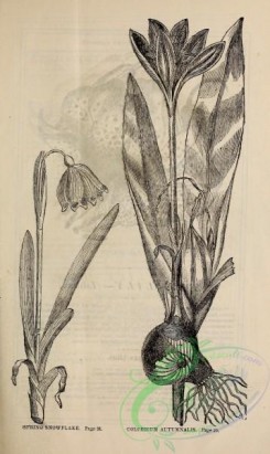 botanical-20928 - black-and-white 250-Colchicum